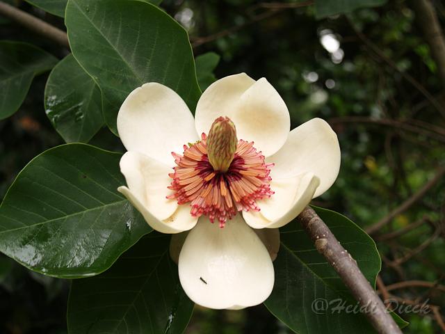 Magnolia wieseneri.jpg